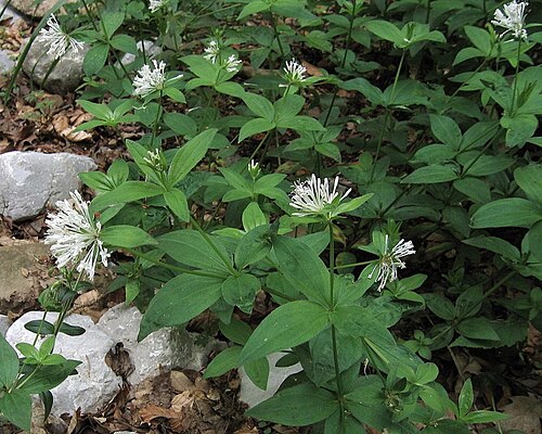 Pink woodruff: Turinska perla na Breginjskem Stolu.