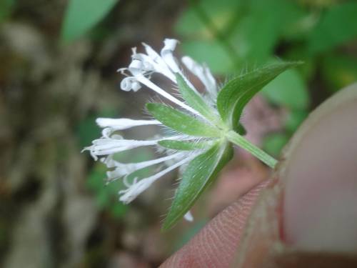 Pink woodruff (Asperula taurina)
