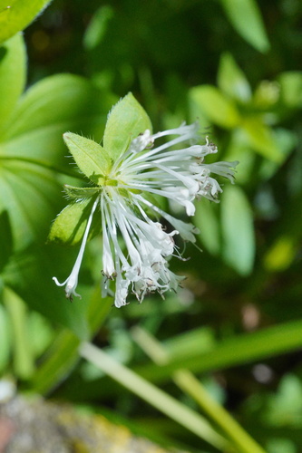 Pink woodruff (Asperula taurina)