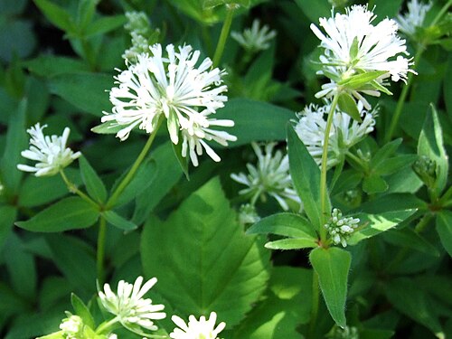 Pink woodruff: Asperula taurina