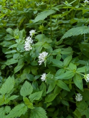 Pink woodruff (Asperula taurina)
