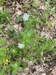 Pink woodruff (Asperula taurina)