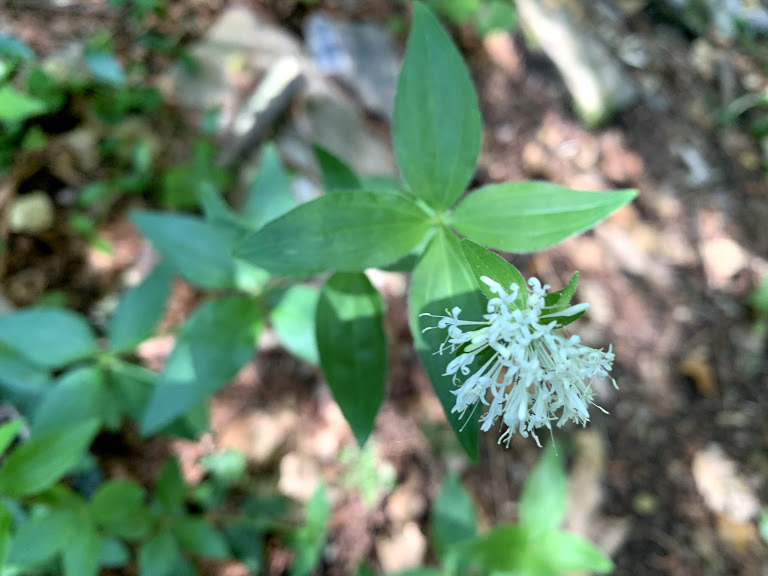 Pink woodruff (Asperula taurina)