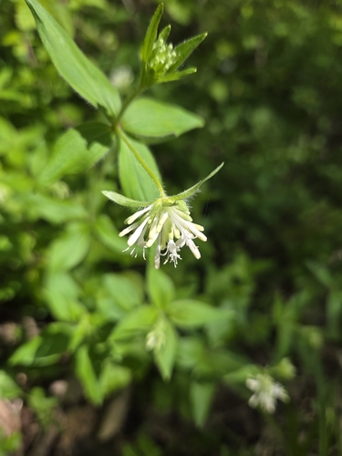 Pink woodruff (Asperula taurina)