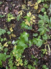 Pink woodruff (Asperula taurina)