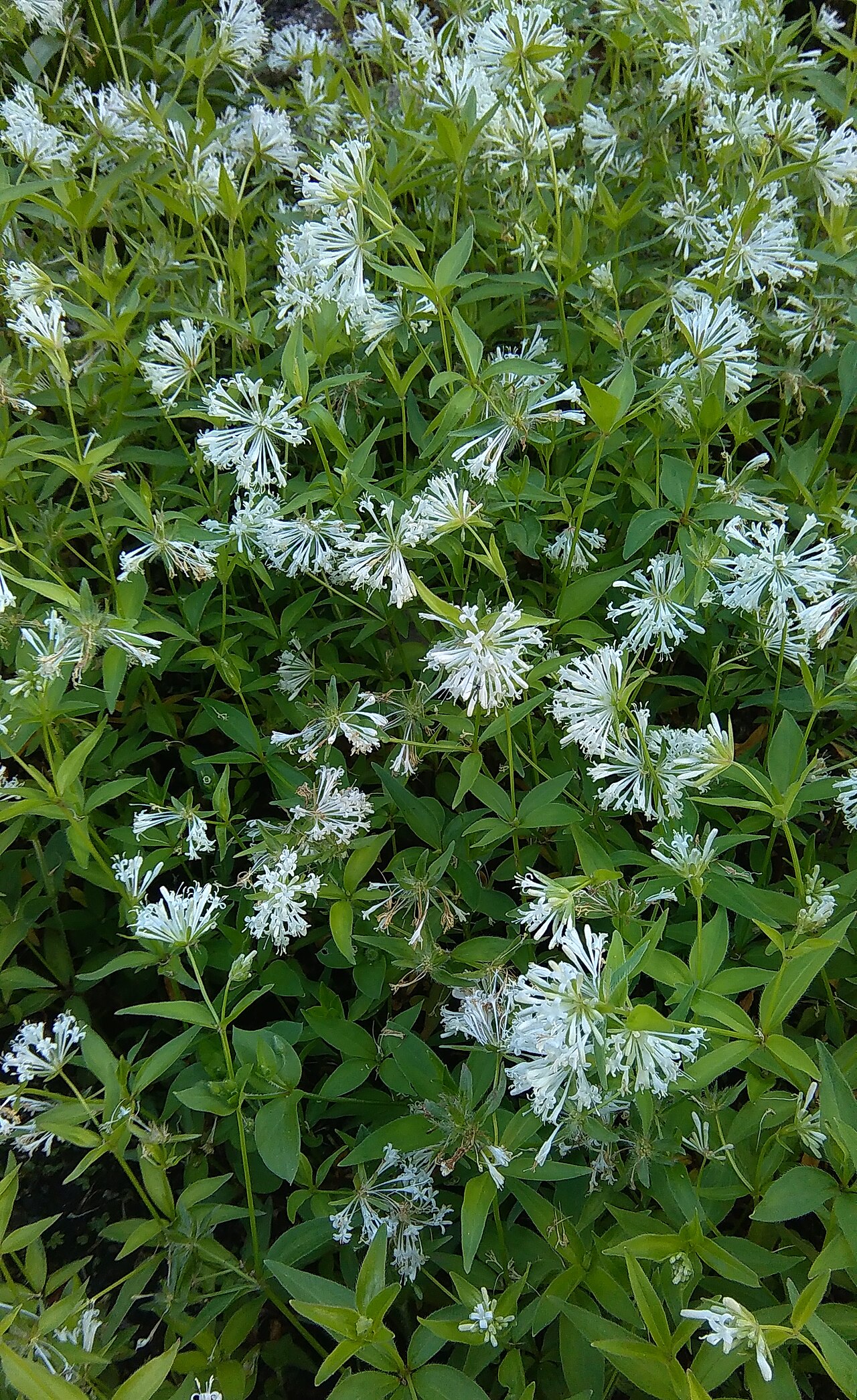 Pink woodruff: Asperula taurina in botanical garden in Kraków