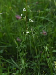 Asperula tinctoria (Asperula tinctoria)