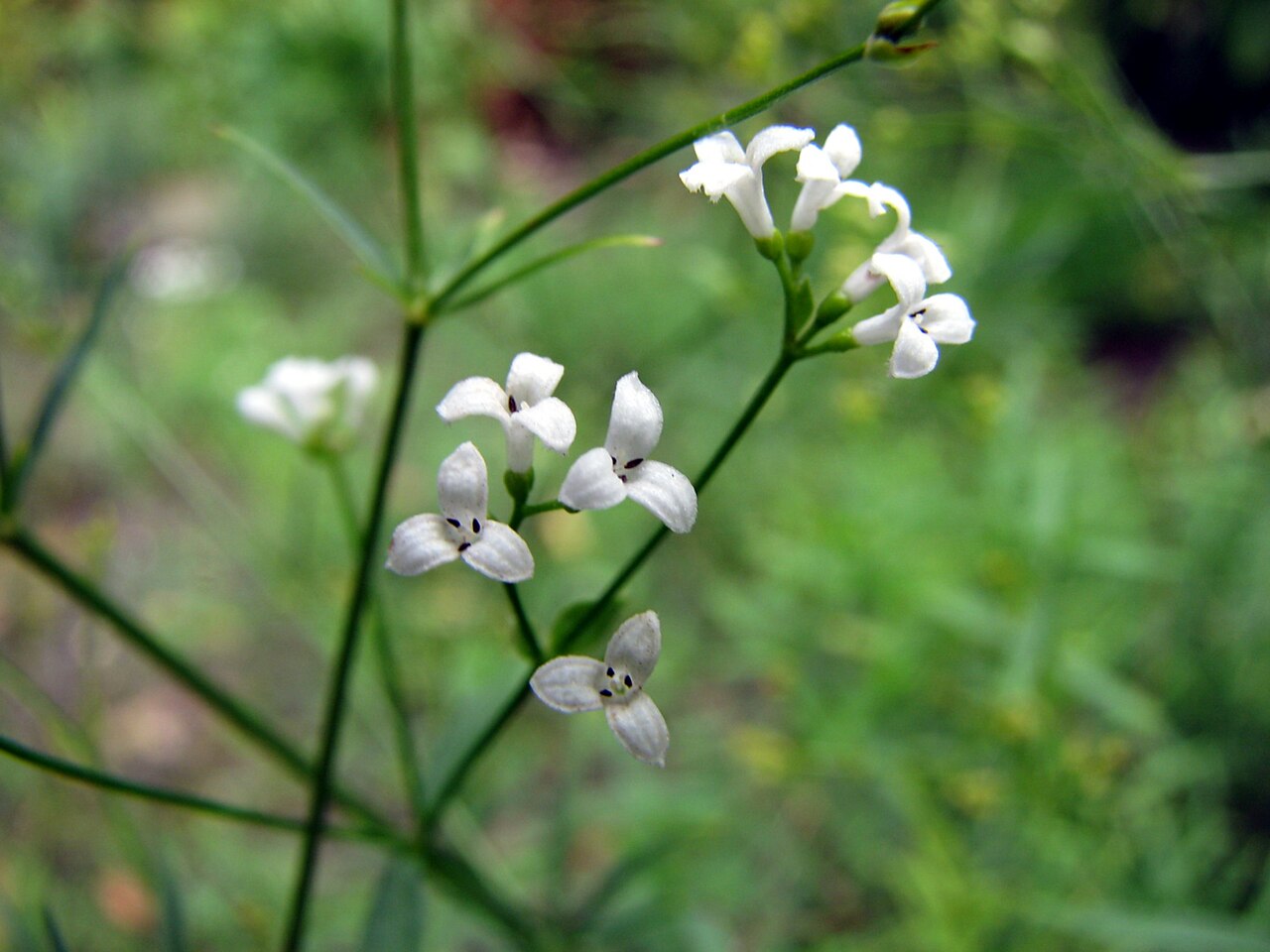 Asperula tinctoria: Asperula tinctoria , in Wrocław University Botanical Garden, Poland.