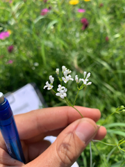 Asperula tinctoria (Asperula tinctoria)