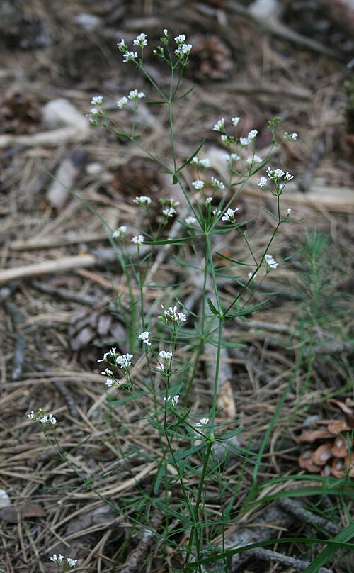 Asperula tinctoria: Färber-Meier ( Asperula tinctoria ), Kaffeegewächse (Rubiaceae) - Ungarn/Magyarország/Hungary: Pest megye, Szénás-Hügel bei Pilisszentiván