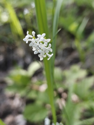 Asperula tinctoria (Asperula tinctoria)