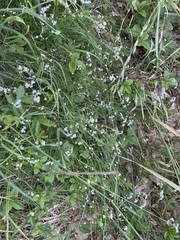 Asperula tinctoria (Asperula tinctoria)