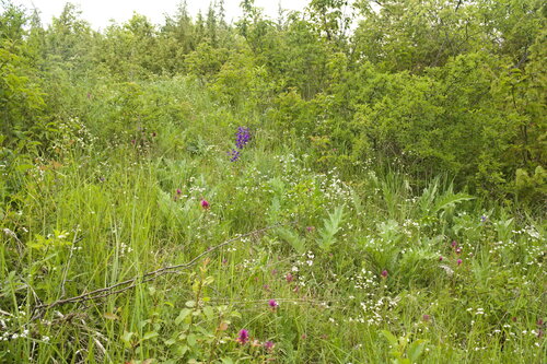 Asperula tinctoria (Asperula tinctoria)