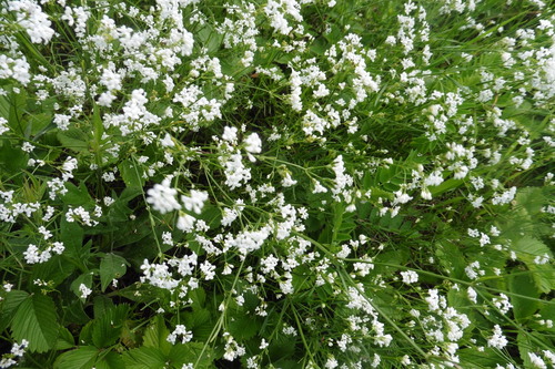 Asperula tinctoria (Asperula tinctoria)