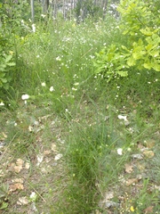 Asperula tinctoria (Asperula tinctoria)