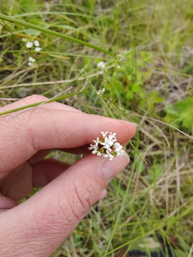 Asperula tinctoria (Asperula tinctoria)