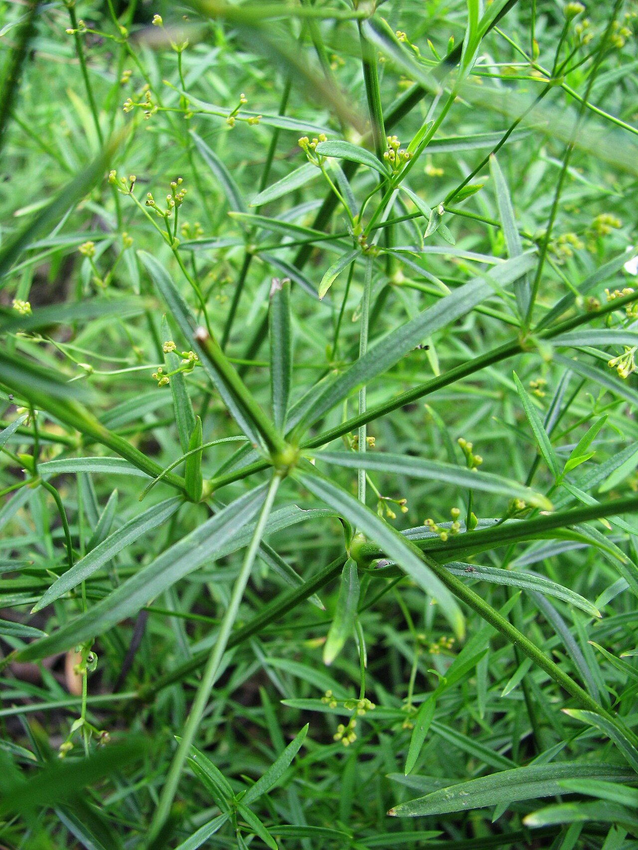 Asperula tinctoria: Asperula tinctoria cultivated in Wrocław University Botanical Garden, Poland.