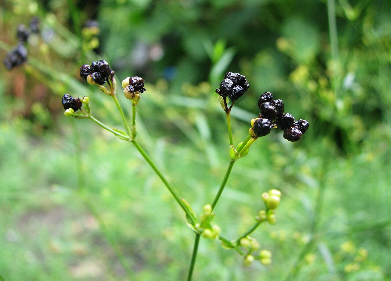 Asperula tinctoria: Asperula tinctoria fruits, plant cultivated in Wrocław University Botanical Garden, Poland.