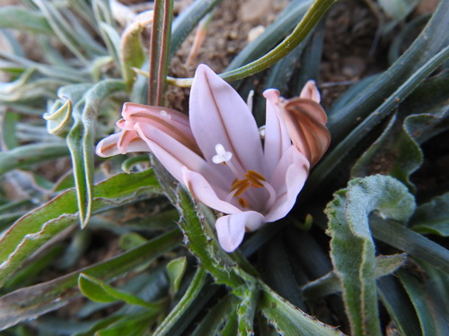 Asphodelus acaulis (Asphodelus acaulis)