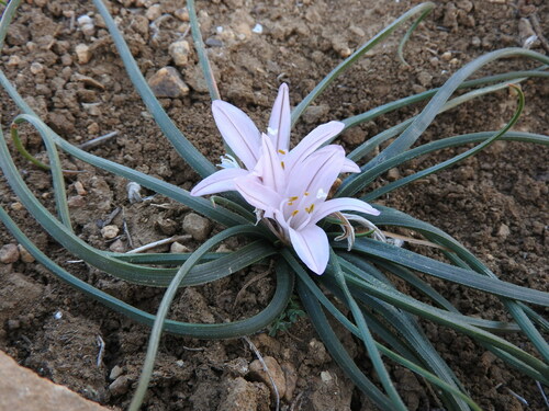 Asphodelus acaulis (Asphodelus acaulis)