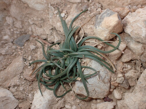 Asphodelus acaulis (Asphodelus acaulis)