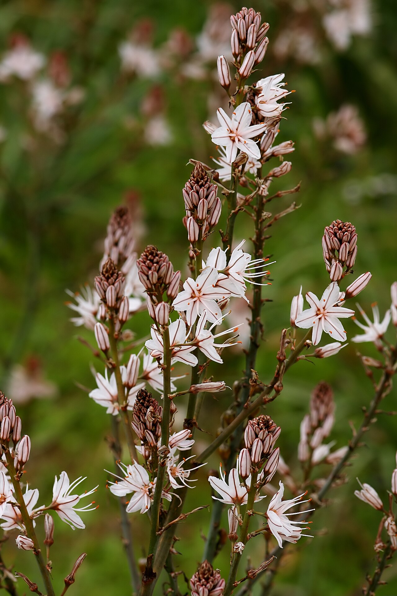 Asphodelus aestivus: Common Asphodel near Son Serra, Mallorca, Spain.
