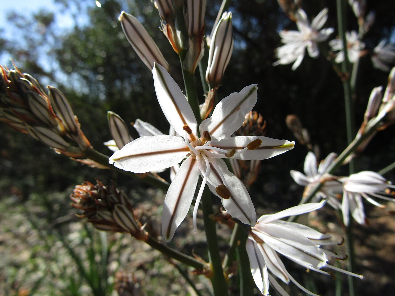 Asphodelus aestivus: An example of Summer asphodel (Asphodelus aestivus) found in the countryside in the Quarteira river valley south of the village of Paderne , Albufeira , Algarve