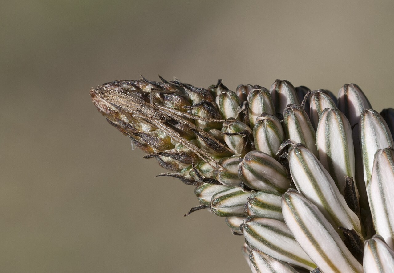 Asphodelus aestivus: A camouflaging spider on flower bud of Common / Summer asphodel. Adana, Turkey.