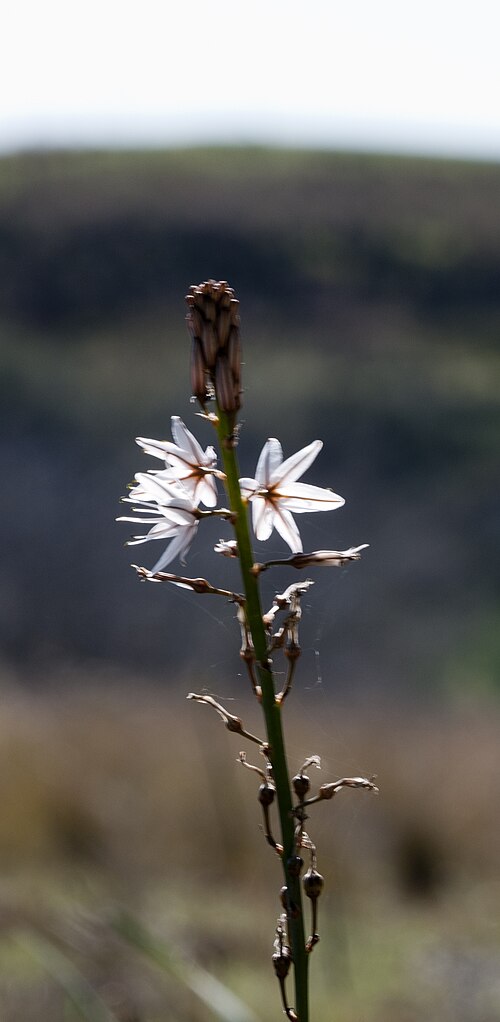 Asphodelus aestivus: Common / Summer asphodel. Adana, Turkey.