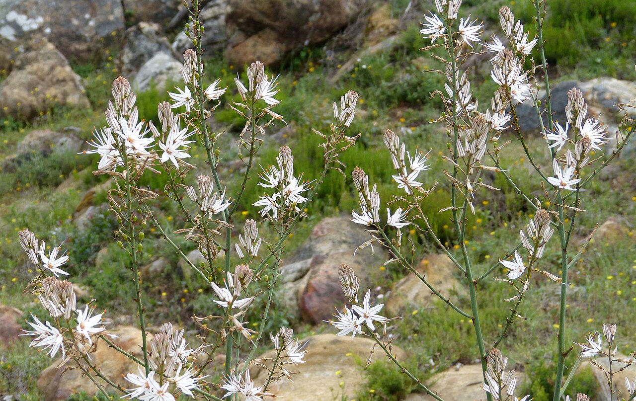 Asphodelus aestivus: Alcornocales N.P. Andalucia, Spain