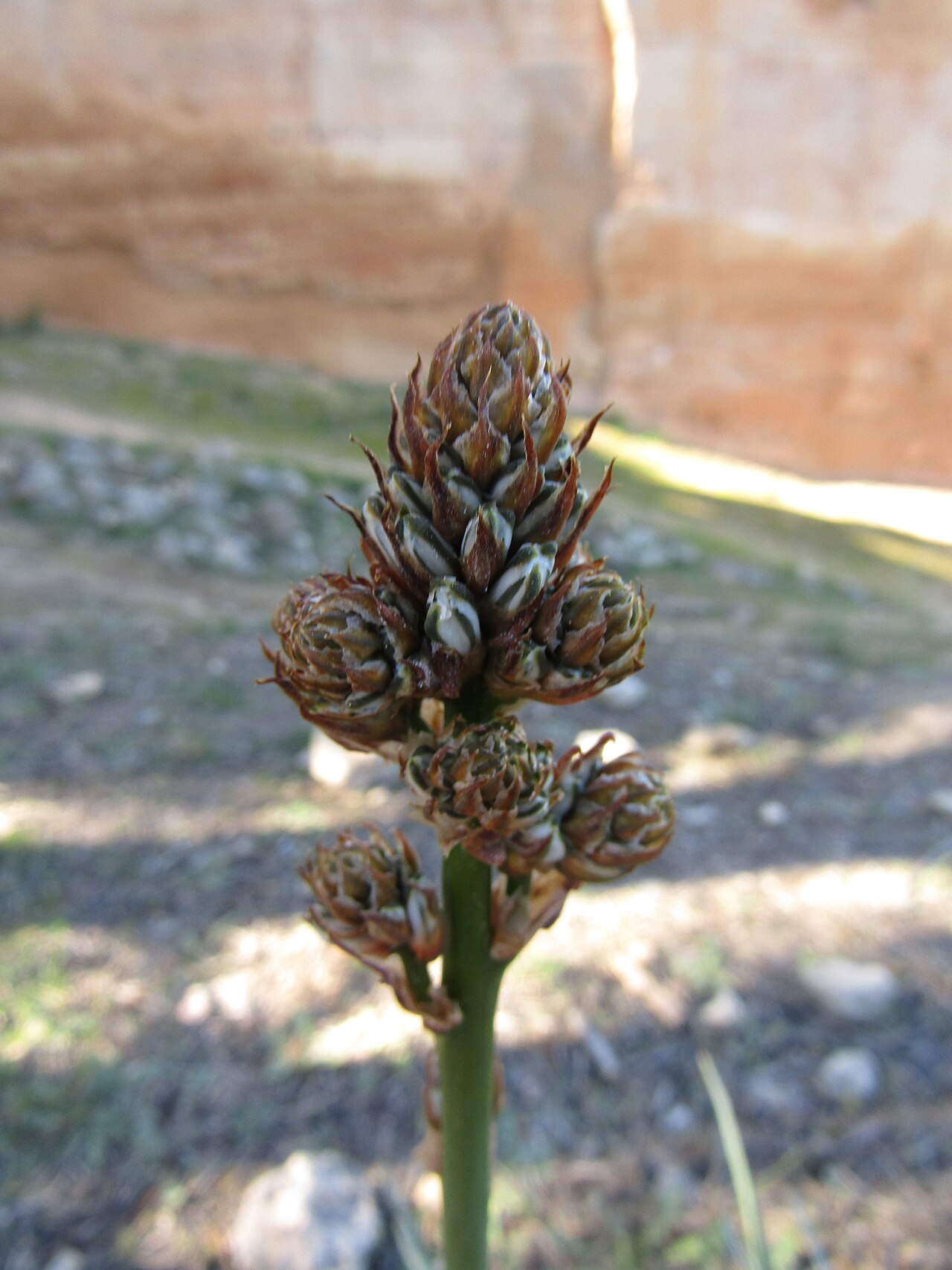 Asphodelus aestivus: An example of Summer asphodel (Asphodelus aestivus) found in the countryside in the Quarteira river valley south of the village of Paderne , Albufeira , Algarve