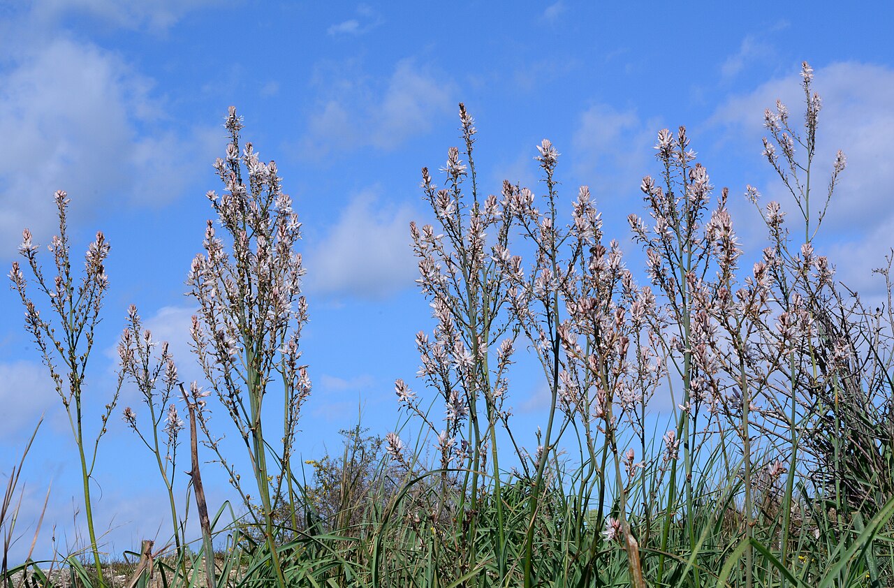 Asphodelus aestivus: Kirgiçkökü (Asphodelus aestivus) çiçekleri. Cerenli, Sarıçam - Adana, Türkiye.