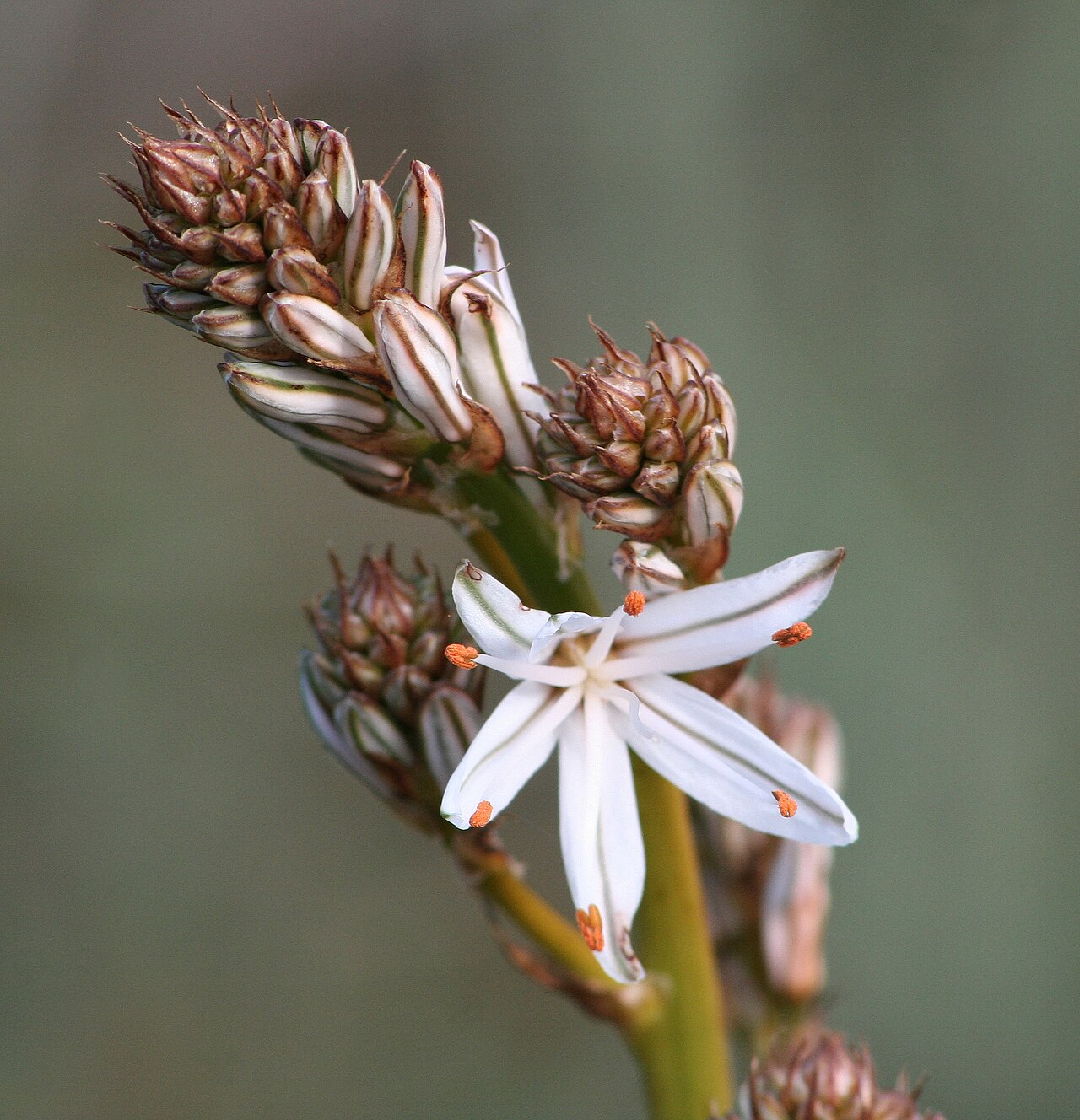 Asphodelus aestivus: Asphodelus_aestivus