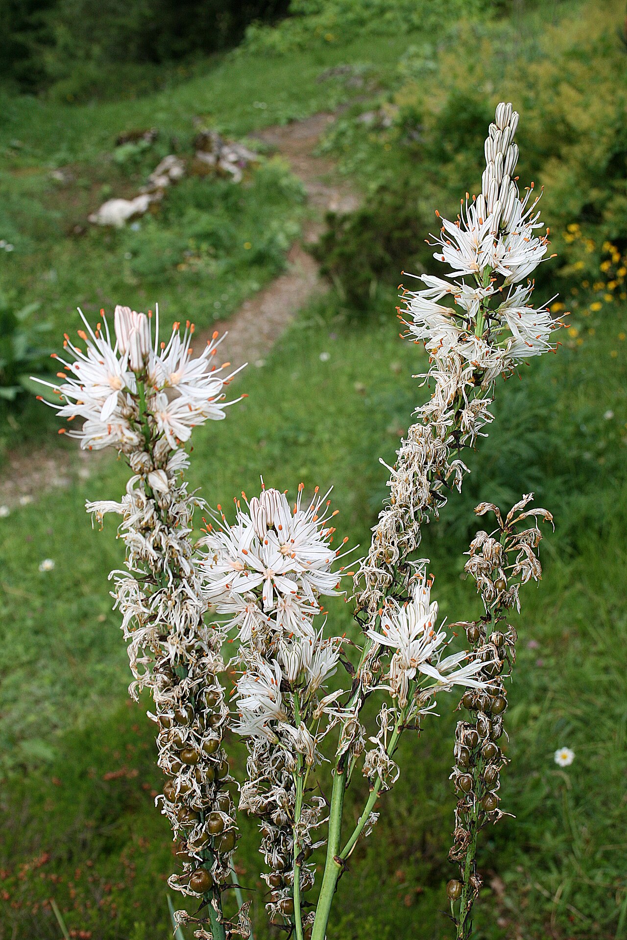 White asphodel: White asphodel