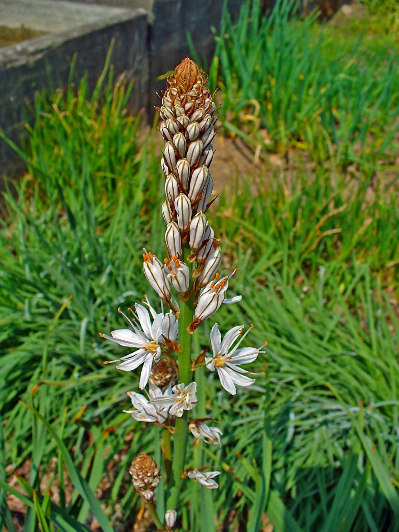 White asphodel: Asphodelus albus , Asphodelaceae, White Asphodel, inflorescence; Botanical Garden KIT, Karlsruhe, Germany. The plant is used in homeopathy as remedy: Asphodelus