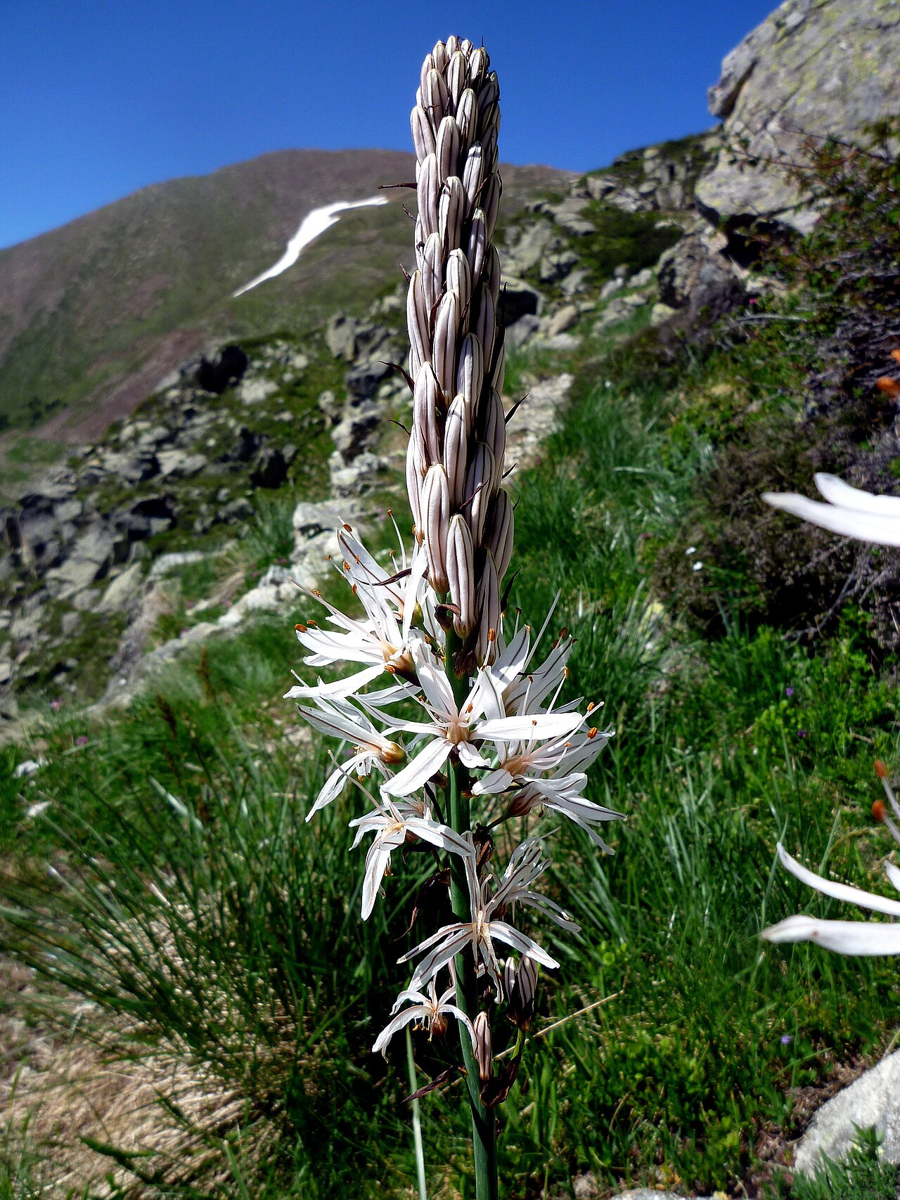 White asphodel: Asphodelus albus . Near the Estany Fosser, Cabdella