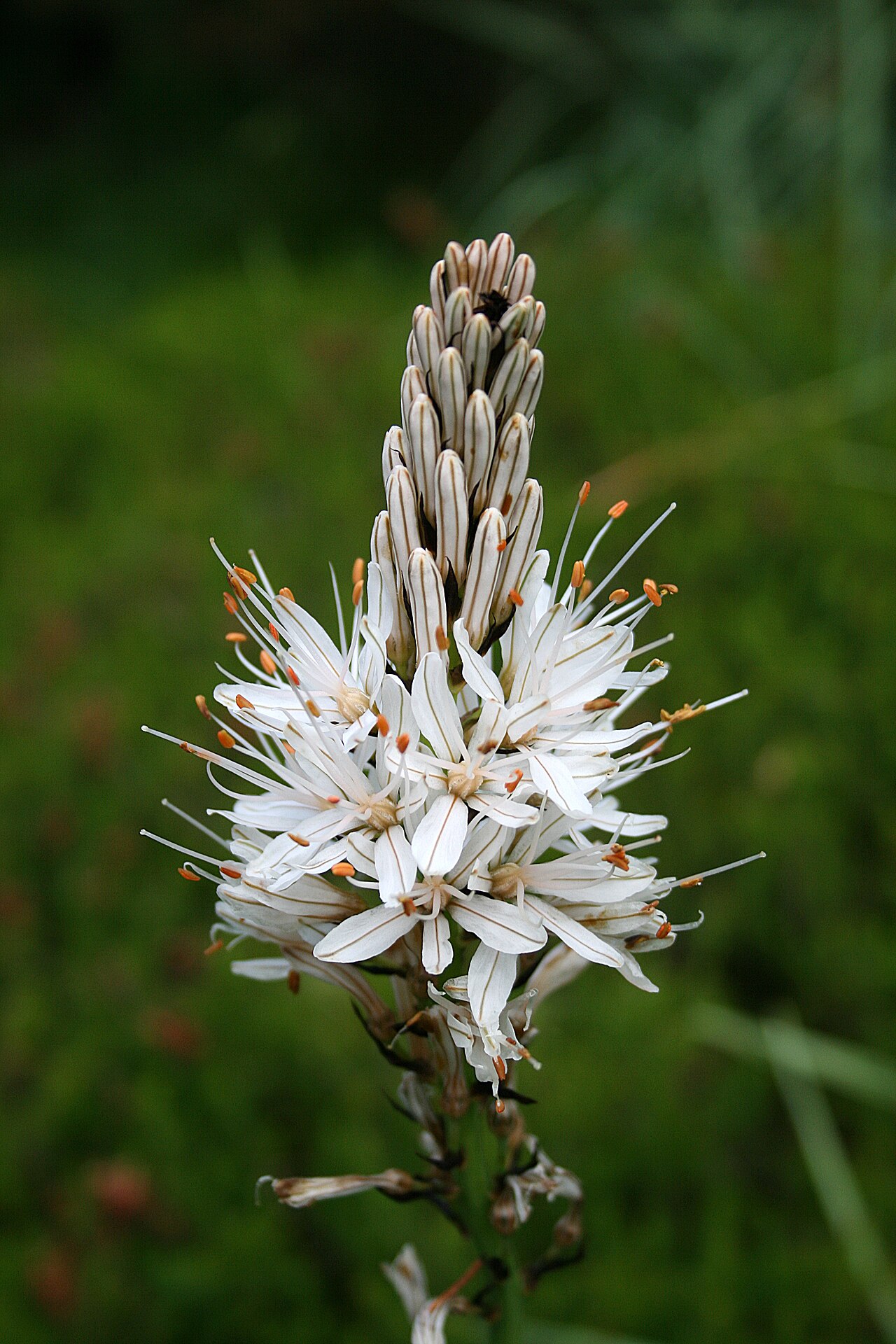 White asphodel: White asphodel