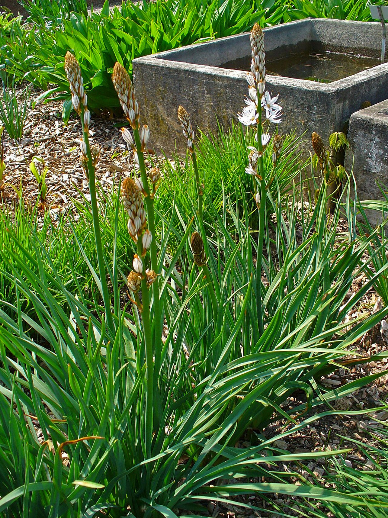 White asphodel: Asphodelus albus , Asphodelaceae, White Asphodel, habitus; Botanical Garden KIT, Karlsruhe, Germany. The plant is used in homeopathy as remedy: Asphodelus albus
