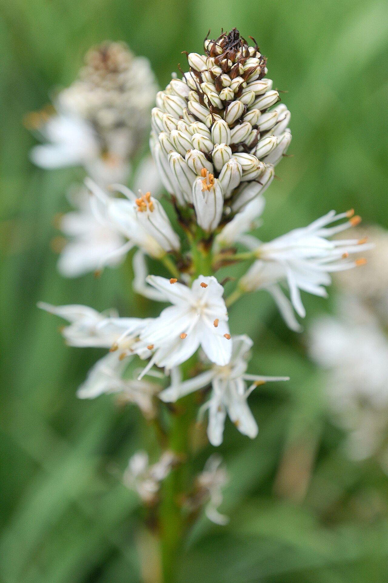 White asphodel: Asphodelus albus - Giardino Botanico Alpino Viote