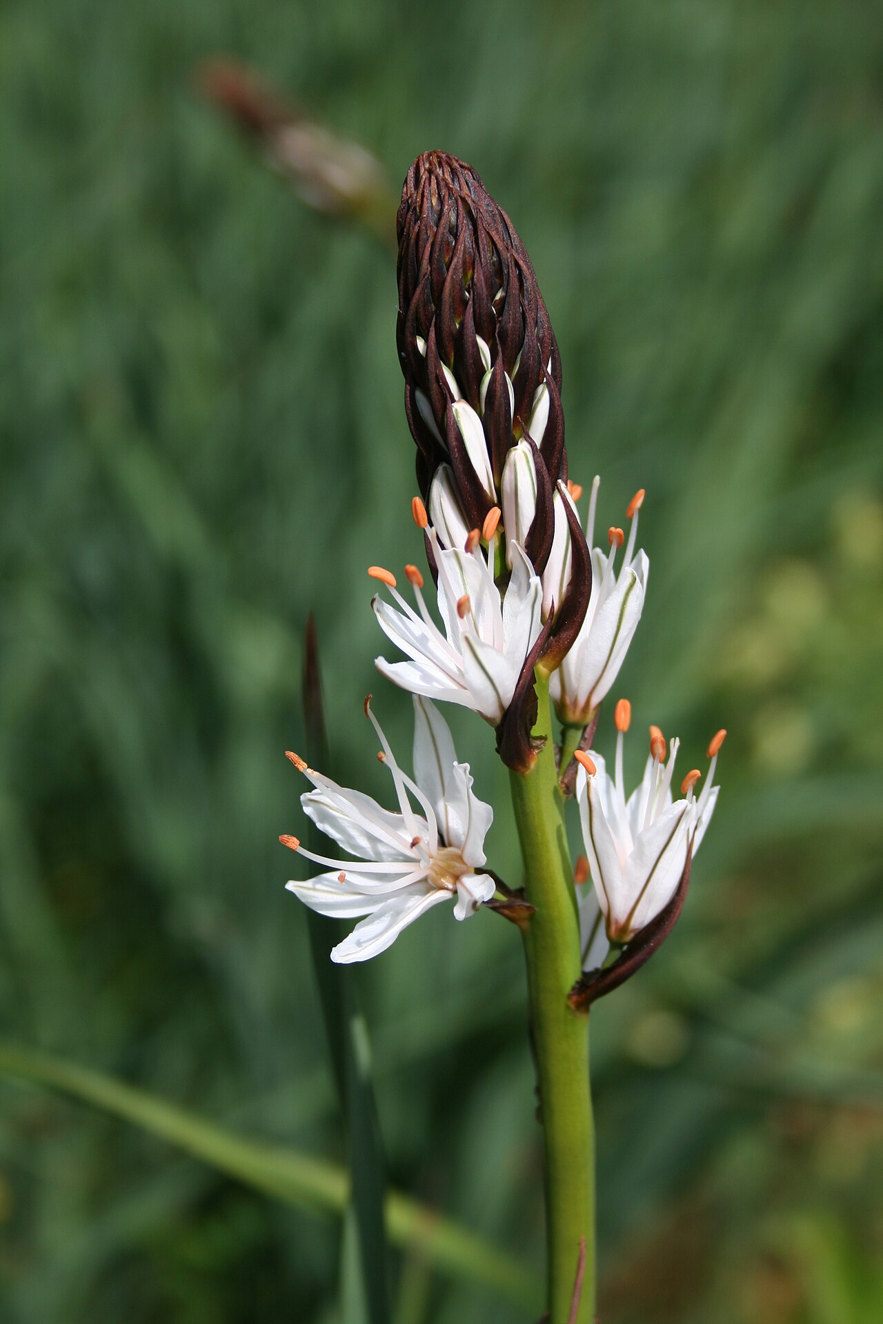 White asphodel: Asphodelus albus , Bot. Garden of the University of Frankfurt