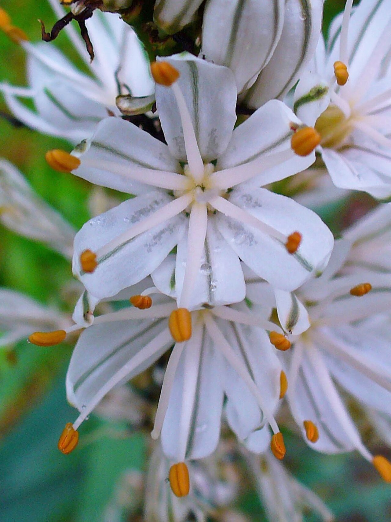 White asphodel: Asphodelus albus , Asphodelaceae, White Asphodel, flowers; Botanical Garden KIT, Karlsruhe, Germany. The plant is used in homeopathy as remedy: Asphodelus albus