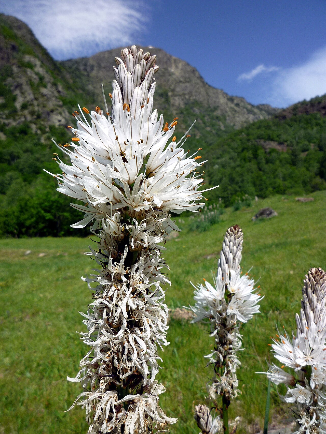 White asphodel: Asphodelus albus . In Lladorre (Pallars Sobirà- Catalunya). To 1.380 m. altitude