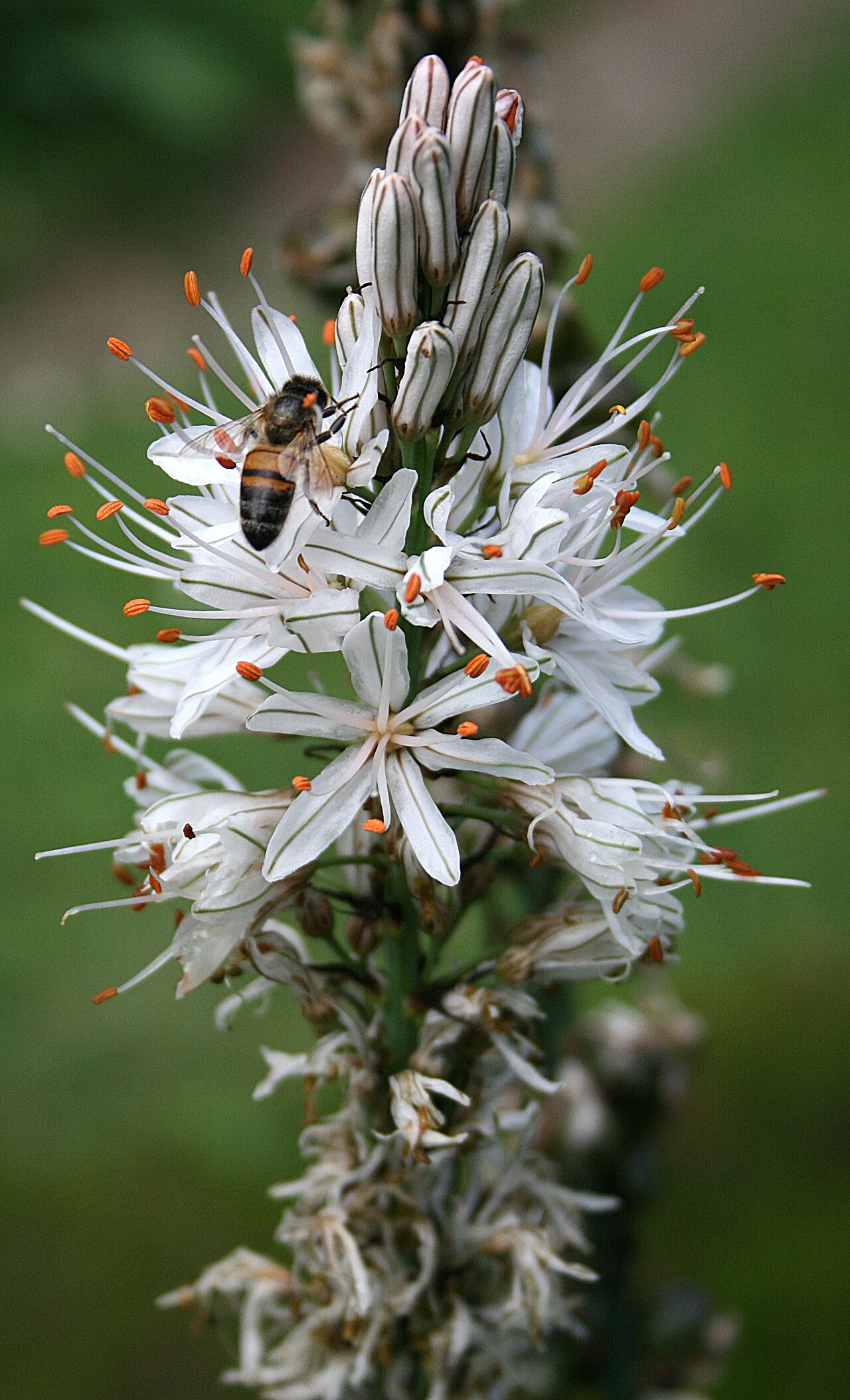 White asphodel: White asphodel