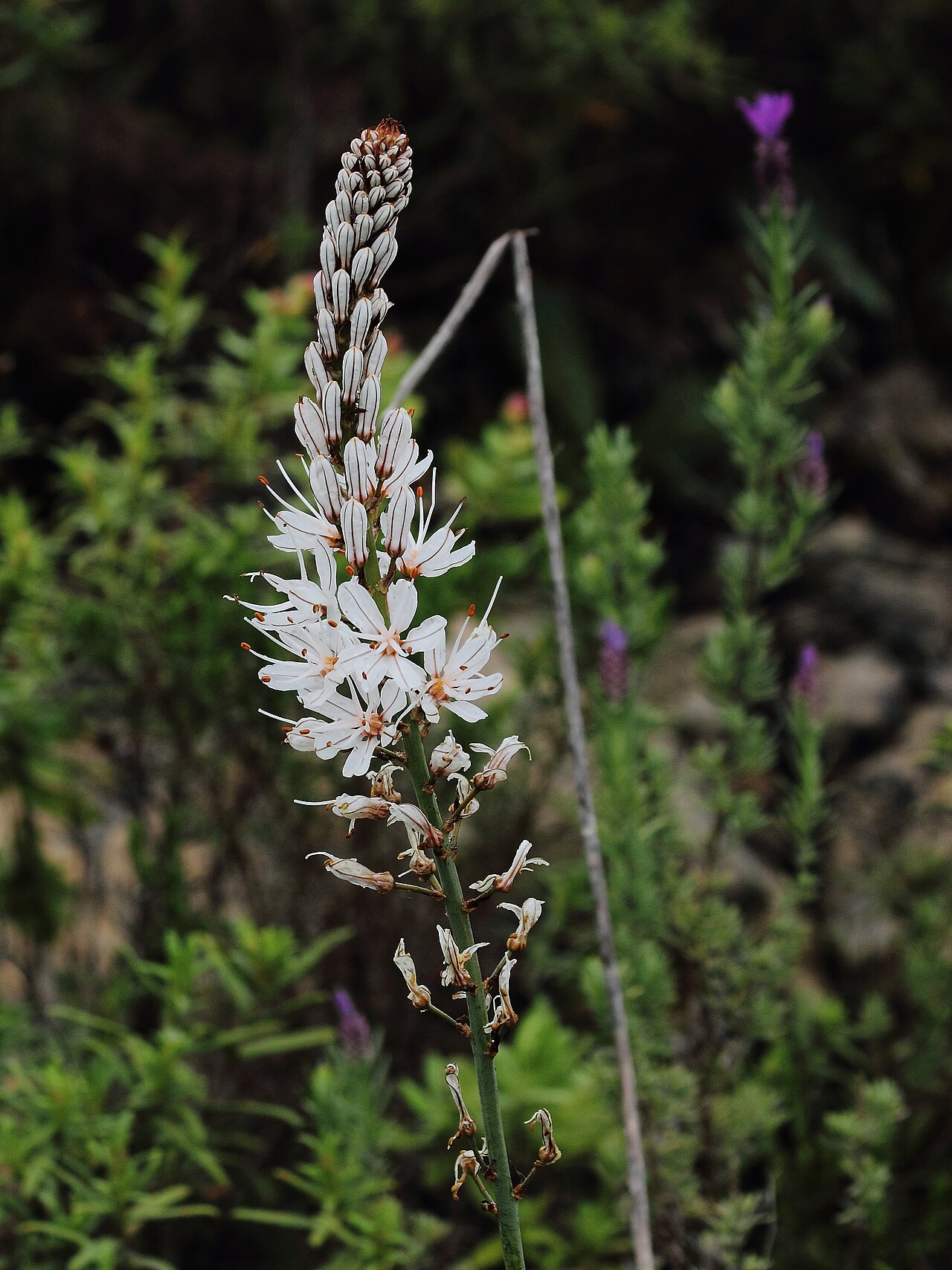 White asphodel: Asphodelus albus Miller Reino Plantae Filo Magnoliophyta Classe Liliopsida Ordem Asparagales Família Xanthorrhoeaceae Género Asphodelus Nome Comum -