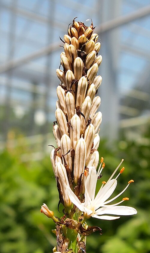 White asphodel: Asphodelus albus in Ljubljana Botanical Garden.