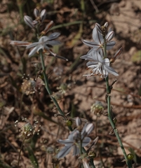 Asphodelus ayardii (Asphodelus ayardii)