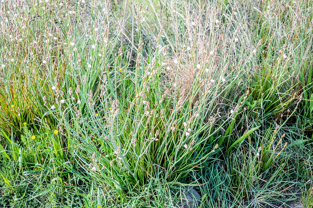 Asphodelus ayardii: Asphodelus ayardii in Cardona, Catalonia, Spain