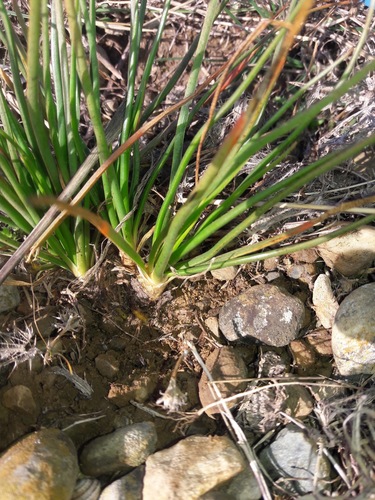 Asphodelus ayardii (Asphodelus ayardii)