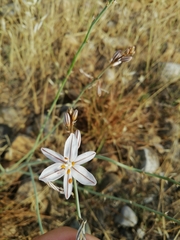 Asphodelus ayardii (Asphodelus ayardii)
