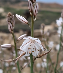 Asphodelus ayardii (Asphodelus ayardii)
